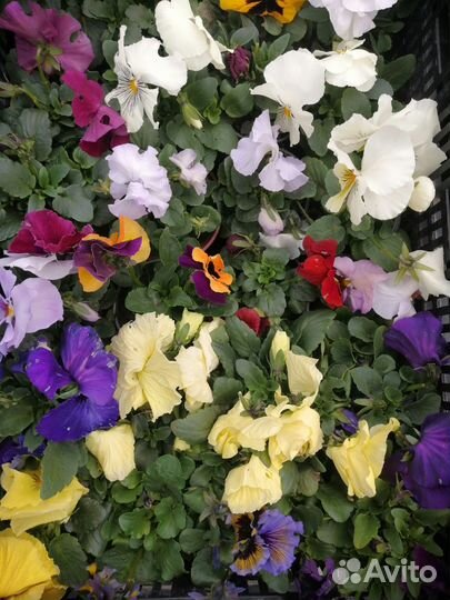 Растения цветы для сада