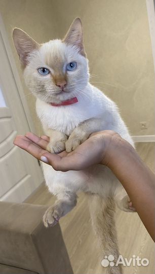 Кошка в дар