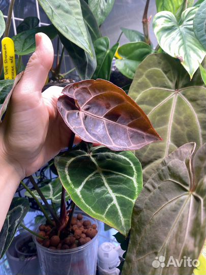 Антуриум кристаллинум гибрид