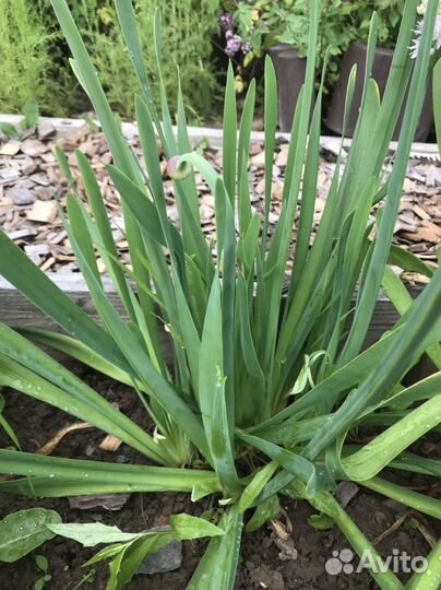 Мята, мелисса, душица,чабрец,многолетний лук