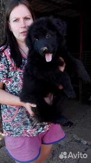 Собака немецкая овчарка