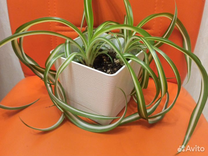 Хлорофитум, сципандус Пиктус, кислица