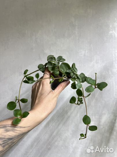 Комнатные растения цветы