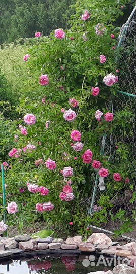 Плетистая роза,цветы многолетники