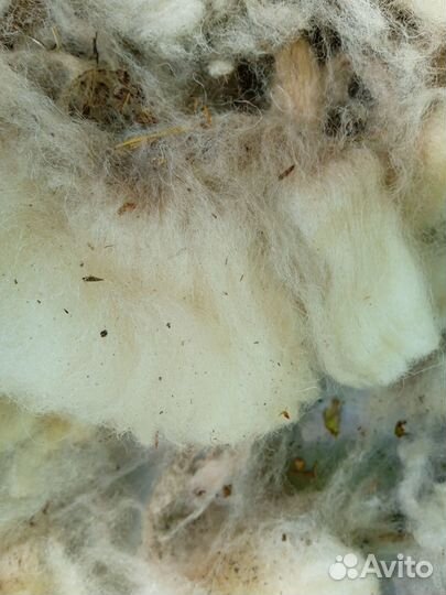 Продаю овечью шерсть- сырец