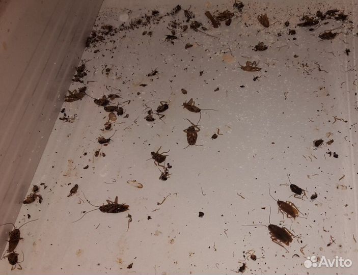 Уничтожение клопов и тараканов дезинфекция