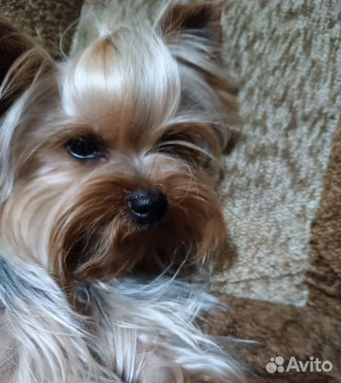 Йорко - детки