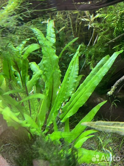 Аквариумные растения