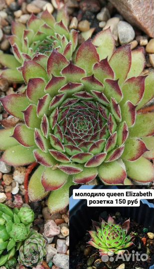 Садовые суккуленты и камнеломки