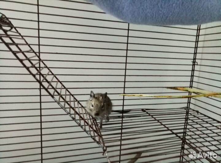 Чилийские белки Дегу