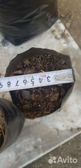 Пакет для саженцев рассады