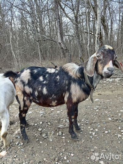 Козы и козлы на племя