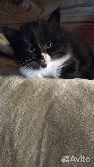 Кошка в дар бесплатно