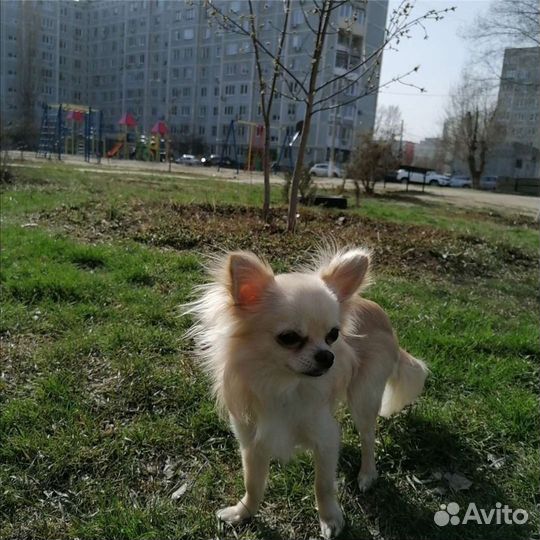 Вязка