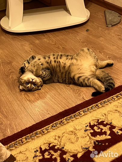 Кот для вязки шотландец