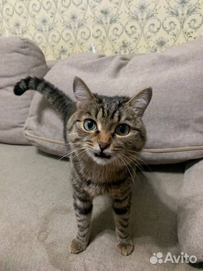 Отдам кота в добрые руки