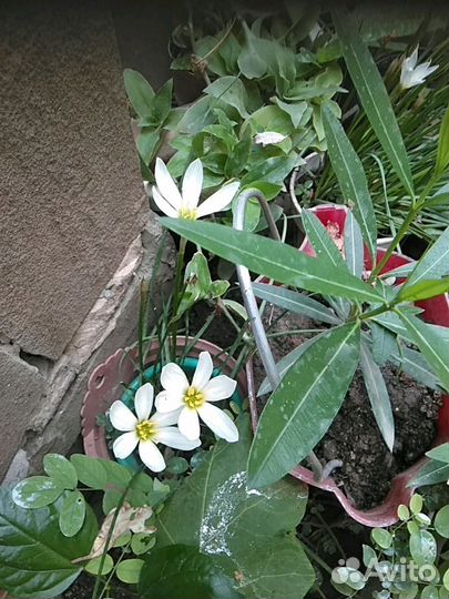 Комнатные растения