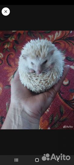 Африканский ежик