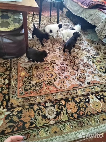 Отдам щенков в добрые руки бесплатно