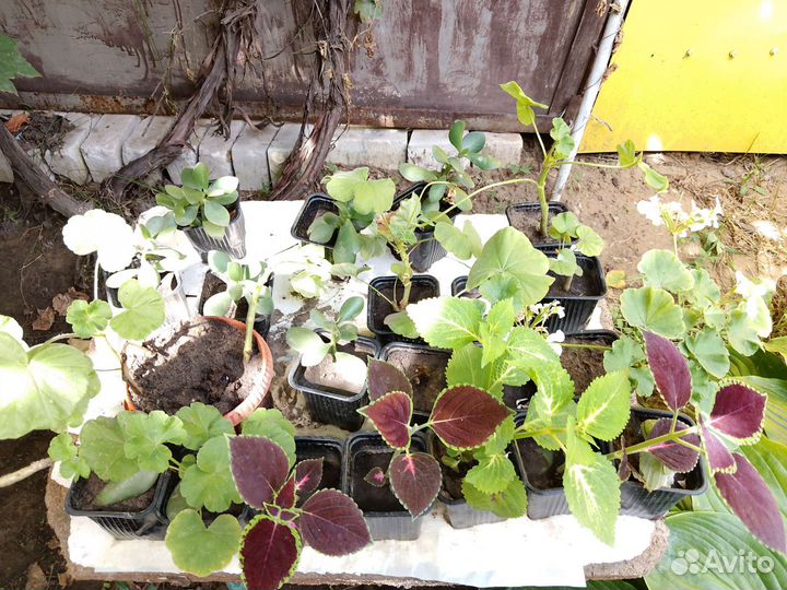 Цветы Колеусы и многое другое