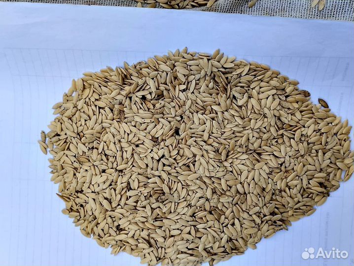 Семена огурцов Феникс плюс