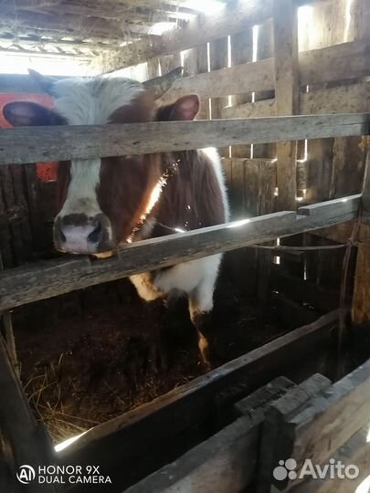 Тёлки домашние