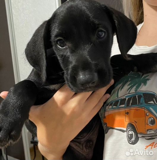 Щенок в добрые руки