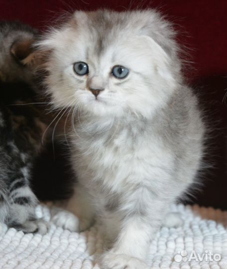 Серебро, пушистик