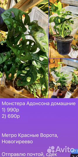 Черенки моих растений