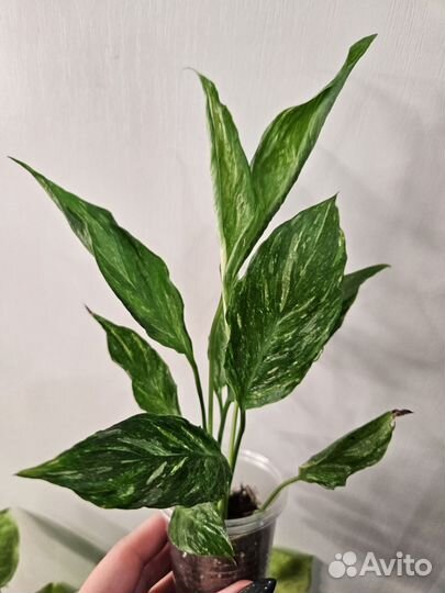 Спатифиллум джемени