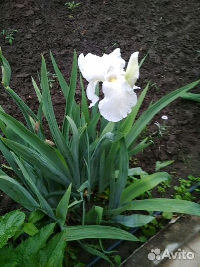 Ирис; папортник, хоста