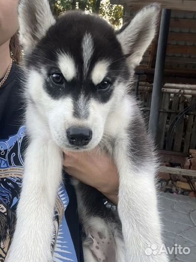 Сибирский хаски