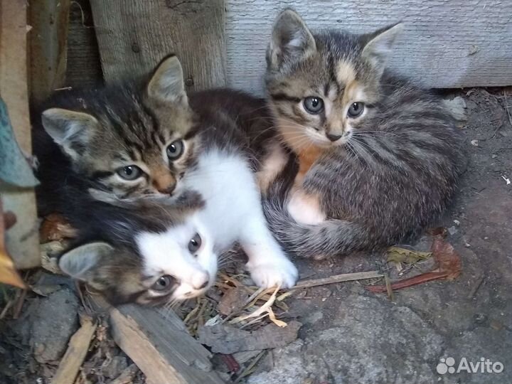 Котята в добрые руки бесплатно