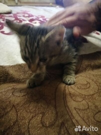 Кошки в добрые руки бесплатно