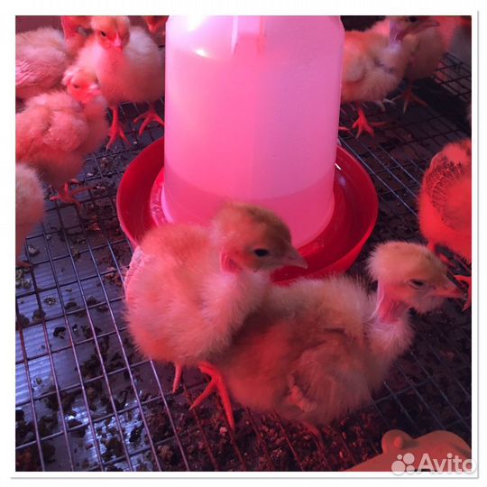 Цыплята бройлера кобб500 Испания