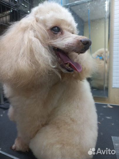 Стрижка кошек и собак