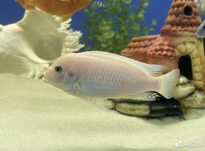 Рыба цихлида Каданго