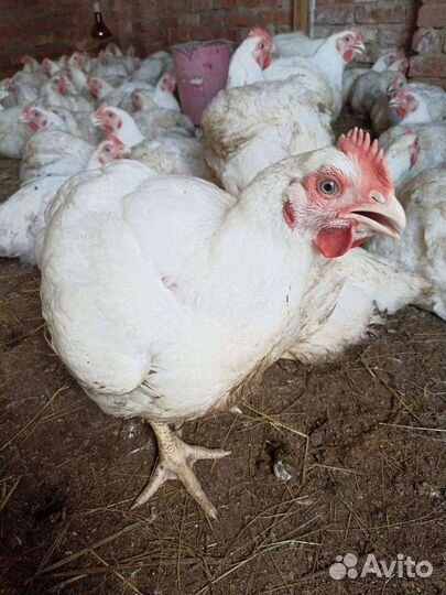 Домашние куры бройлеры