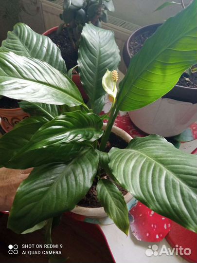 Спатифиллум