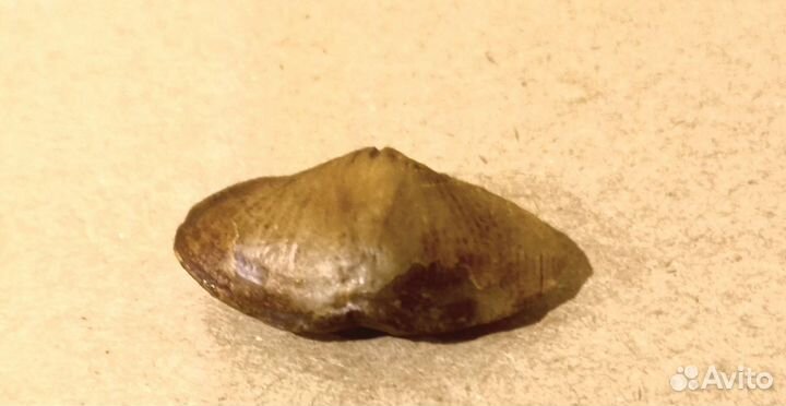 Окаменелости