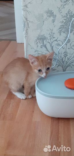 Кошка в дар бесплатно