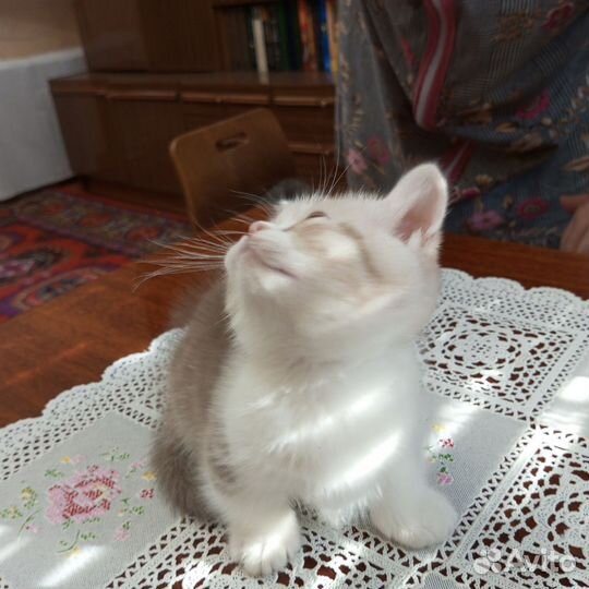 Манчкин-Кинкалоу