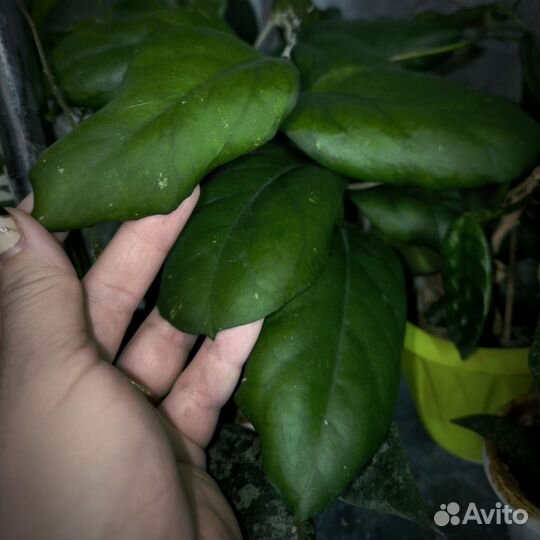 Редкие хойи и не только