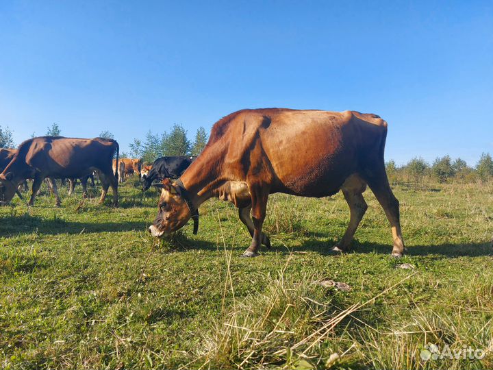 Джерсейская нетель