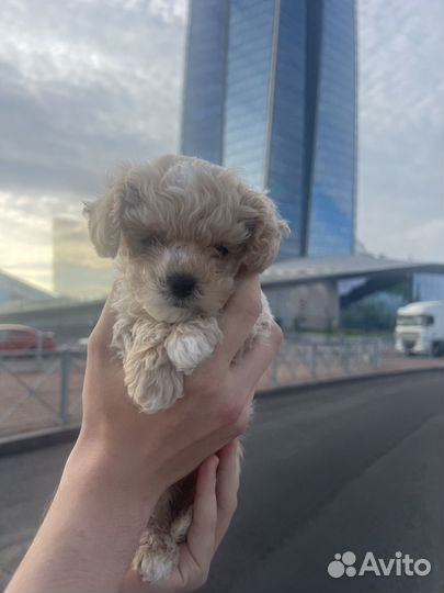 Мальтипу F1 mini, девочка premium