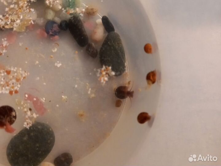 Улитки аквариумные