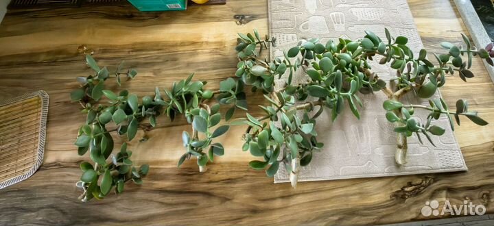 Красула толстянка