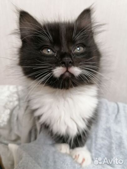 Подарю котят в добрые руки