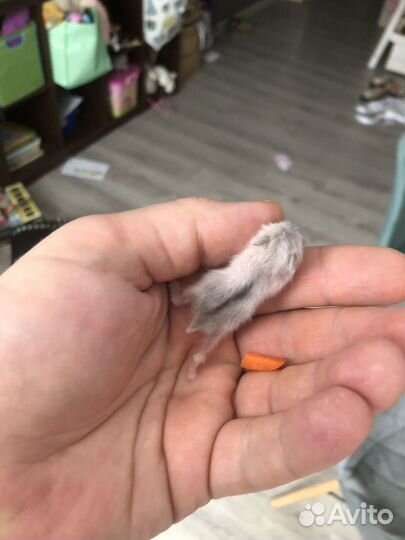 Джунгарский хомяк