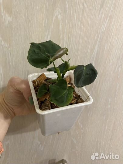 Филодендрон люпинум